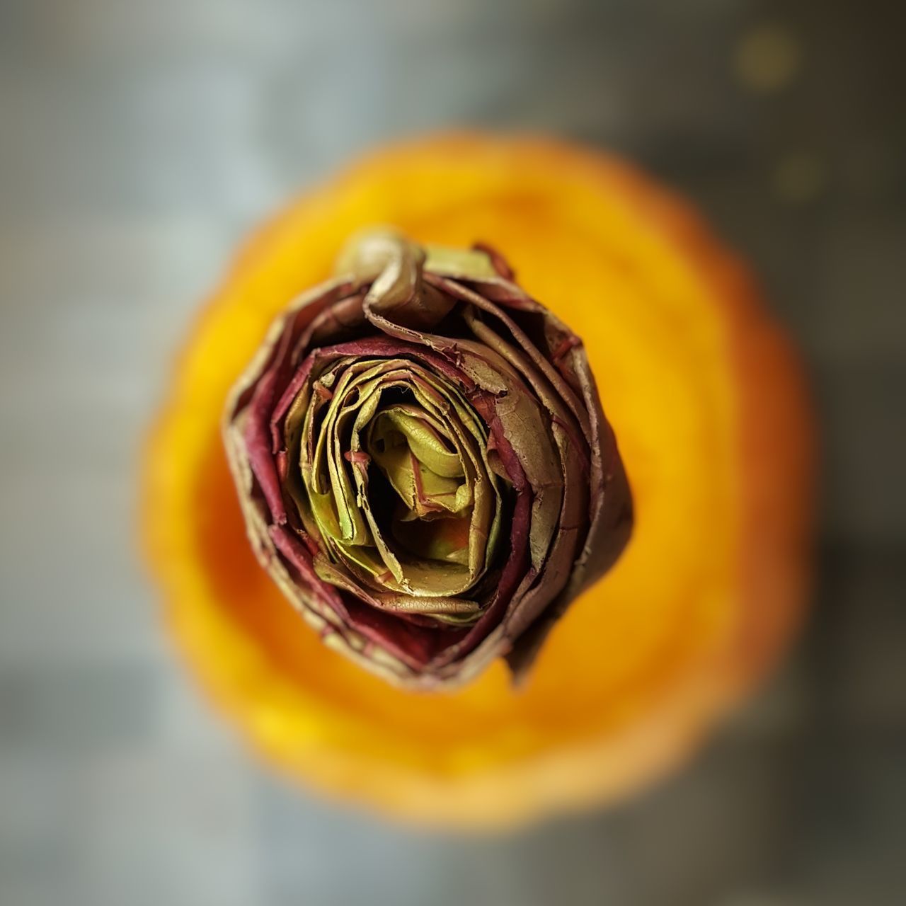 CLOSE-UP OF WILTED FLOWER ON ORANGE LEAF