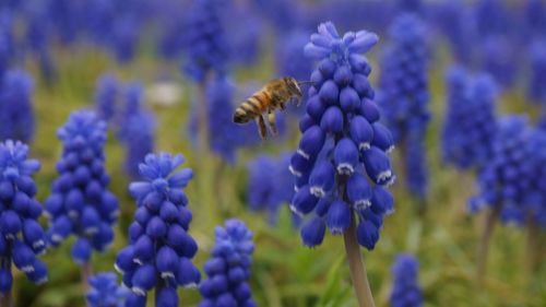 Close-up of honey bee buzzing by bluebell flowers