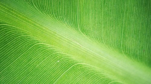 Full frame shot of palm leaf