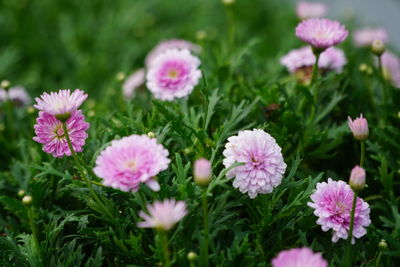 Close-up of pink flowering plants on field