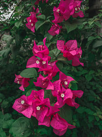 Close-up of pink flowering plant