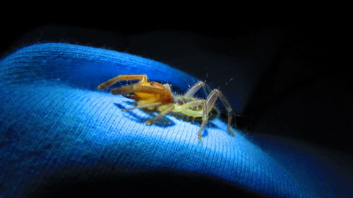 Close-up of insect on blue surface