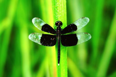 Close-up of insect on plant