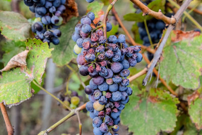 Close-up of grapes growing in vineyard