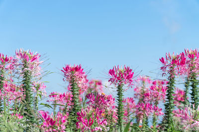 Close-up of pink flowering plants against blue sky