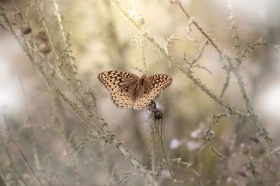 Butterfly on flower