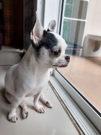 Dog looking through window at home