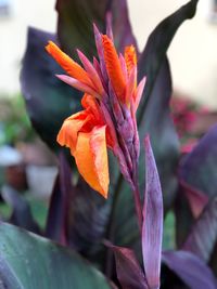 Close-up of orange flowering plant