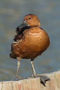 Duck portrait on wooden post