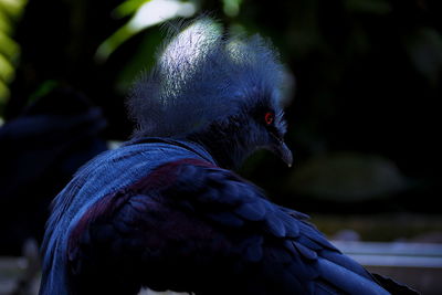 Close-up of bird