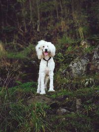 Dog sitting on grass