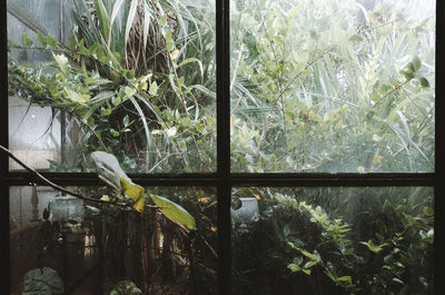 Plants seen through glass window