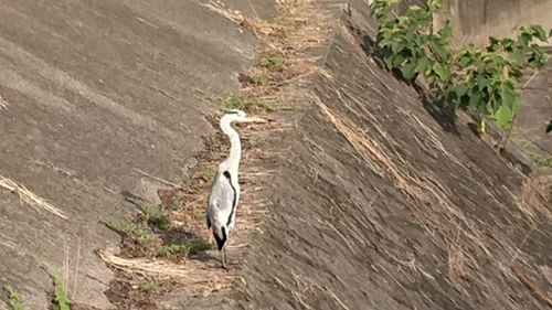 High angle view of bird on dirt road