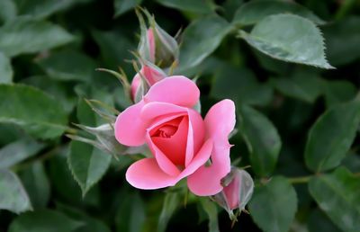 Close-up of pink flower blooming outdoors