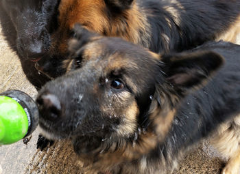 Close-up of dog