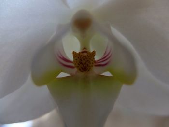 Close-up of white flowers