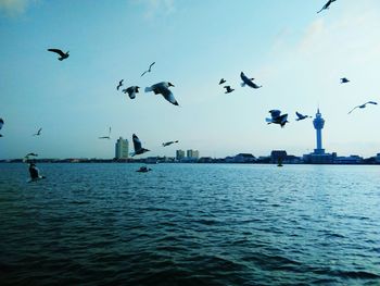 Seagulls flying over sea against sky