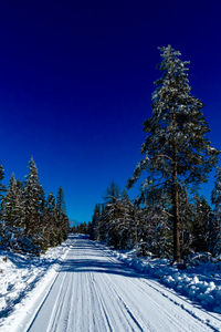 Snow covered trees against clear blue sky