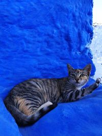 Portrait of cat resting on a blue background 