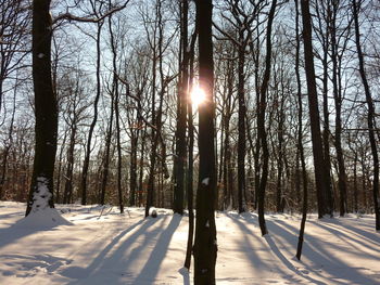 Trees on snow covered landscape