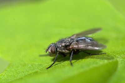 Close-up of fly on leaf