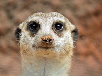 Meerkat looking at me