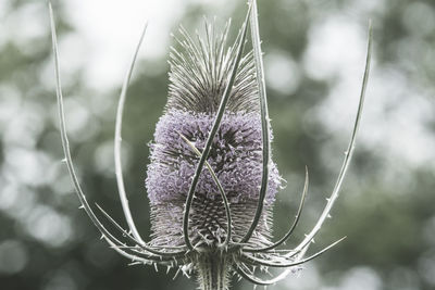 Close-up of dried plant