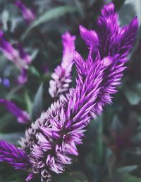 Close-up of purple flowering plant