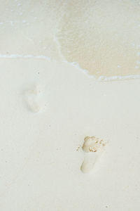 High angle view of shells on shore