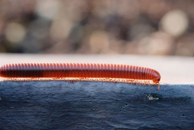 Close-up of millipede