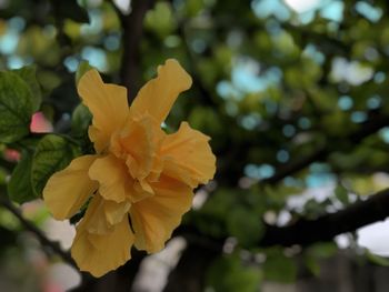 Close-up of yellow flowering plant