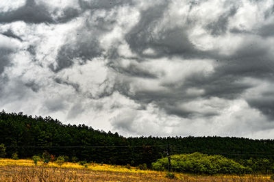 Scenic view of field against sky