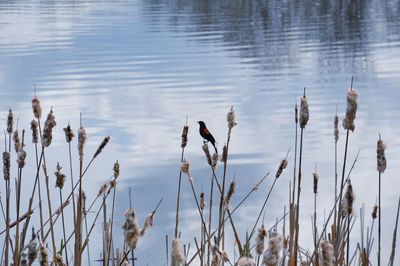 View of birds perching on lake