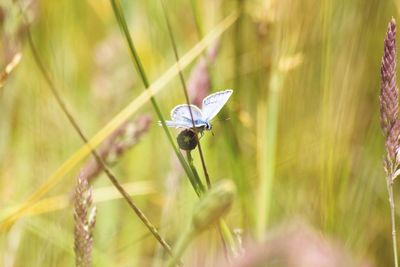 Butterfly on leaf