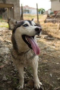 Full length of a dog looking away