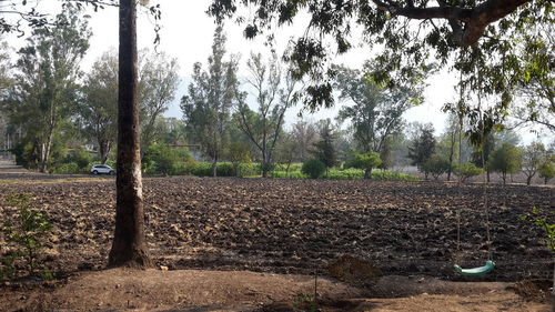 Trees growing on field