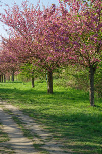 View of cherry blossom trees on field