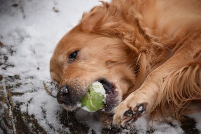 Close-up portrait of dog