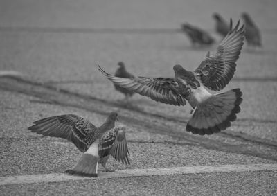 Bird flying over water