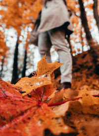 Low section of maple leaves on tree during autumn