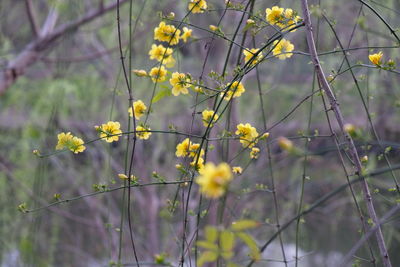 Close-up of yellow flowers blooming outdoors