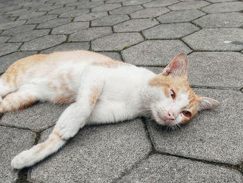 High angle view of cat resting on street