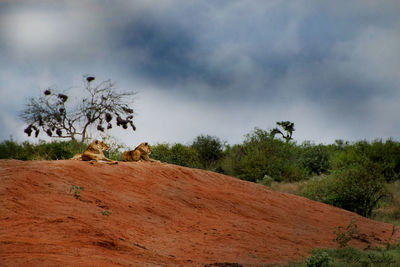 Cows on landscape against sky