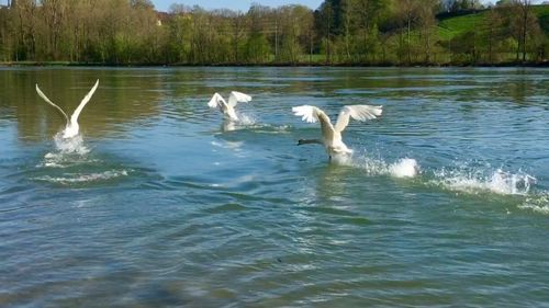 View of birds in water