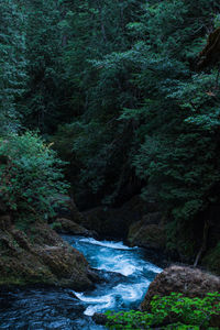 Scenic view of river flowing in forest