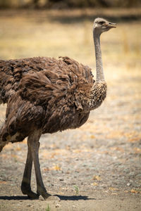 Close-up of female common ostrich facing right