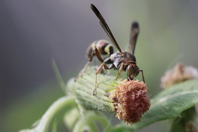 Close-up of insect on plant