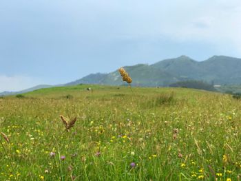 Scenic view of field against sky