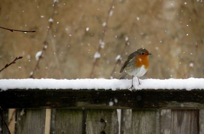 Close-up of bird perching on snow