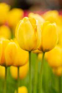 Close-up of yellow tulips on field